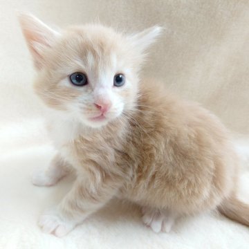 ノルウェージャンフォレストキャット【東京都・男の子・2025年10月8日・クリーム(シルバー)クラシック&ホワイト】の写真「柔らかな毛色が魅力の癒し系な男の子🎶」