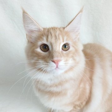 ノルウェージャンフォレストキャット【東京都・男の子・2025年5月31日・クリーム(シルバー)クラシックタビー】の写真「性格抜群！とっても可愛い男の子❤️」