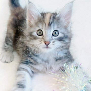 ノルウェージャンフォレストキャット【東京都・女の子・2025年10月8日・ブルー(シルバー)トーティ&ホワイト】の写真「優しい瞳とふんわり毛色が魅力🎶」