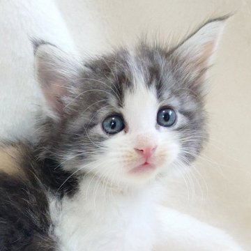 ノルウェージャンフォレストキャット【東京都・女の子・2025年10月8日・ブルー(シルバー)クラシックトービー&ホワイト】の写真「おっとり優しいお顔の癒し系ガール🎶」