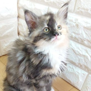 ノルウェージャンフォレストキャット【東京都・女の子・2026年1月1日・ブラックスモークトーティー&ホワイト】の写真「唯一無二のかわいさ❤️」