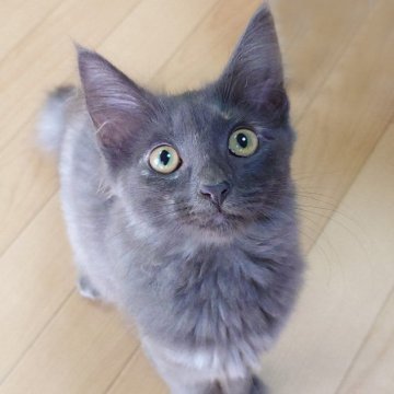 ノルウェージャンフォレストキャット【東京都・女の子・2025年5月6日・ブルートーティー】の写真「珍しいブルートーティで将来有望な女の子❤️」
