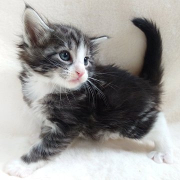 ノルウェージャンフォレストキャット【東京都・男の子・2025年10月8日・ブラック(シルバー)クラシックタビー&ホワイト】の写真「端正なお顔立ちが魅力な男の子🎶」