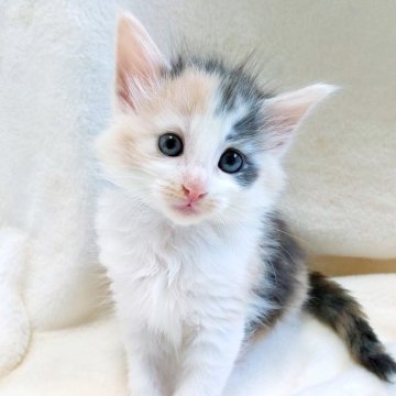 ノルウェージャンフォレストキャット【東京都・女の子・2025年10月8日・ブルー(シルバー)クラシックトービー&ホワイト】の写真「キラキラの瞳でとっても可愛いお顔の女の子🎶」