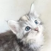 ノルウェージャンフォレストキャット