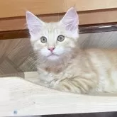 ノルウェージャンフォレストキャット