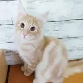 ノルウェージャンフォレストキャット