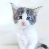 ノルウェージャンフォレストキャット