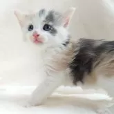 ノルウェージャンフォレストキャット