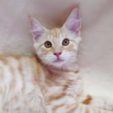ノルウェージャンフォレストキャット
