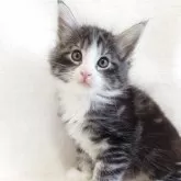 ノルウェージャンフォレストキャット