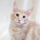 ノルウェージャンフォレストキャット