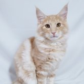 ノルウェージャンフォレストキャット