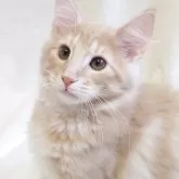 ノルウェージャンフォレストキャット