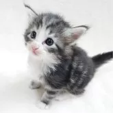 ノルウェージャンフォレストキャット