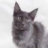 ノルウェージャンフォレストキャット