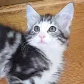 ノルウェージャンフォレストキャット
