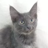 ノルウェージャンフォレストキャット