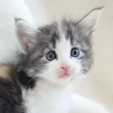 ノルウェージャンフォレストキャット