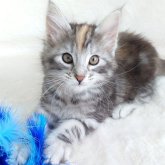 ノルウェージャンフォレストキャット