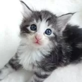 ノルウェージャンフォレストキャット
