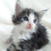 ノルウェージャンフォレストキャット
