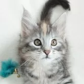 ノルウェージャンフォレストキャット