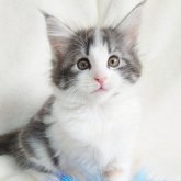 ノルウェージャンフォレストキャット