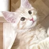 ノルウェージャンフォレストキャット