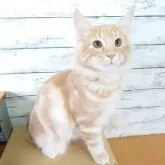 ノルウェージャンフォレストキャット【東京都・男の子・2025年5月31日・クリーム(シルバー)クラシックタビー】の写真4