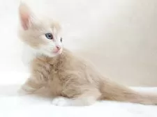 ノルウェージャンフォレストキャット【東京都・男の子・2025年10月8日・クリーム(シルバー)クラシック&ホワイト】の写真4