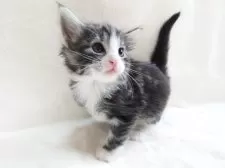 ノルウェージャンフォレストキャット【東京都・男の子・2025年10月8日・ブラック(シルバー)クラシックタビー&ホワイト】の写真4