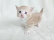 ノルウェージャンフォレストキャット【東京都・男の子・2025年10月8日・クリーム(シルバー)クラシック&ホワイト】の写真5