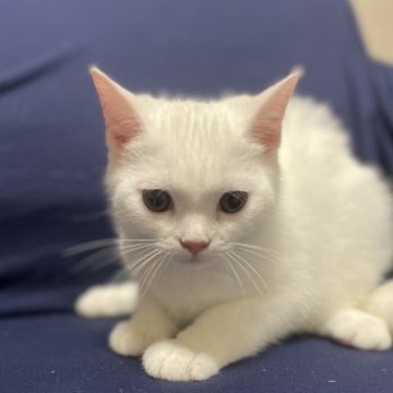 スコティッシュフォールド(立ち耳)【京都府・男の子・2023年5月28日・ホワイト】の写真「美しい白さのイケメンくん」