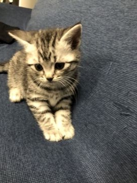 スコティッシュフォールド(立ち耳)【京都府・女の子・2021年2月25日・シルバータビー】の写真「甘えた女の子(^^)」