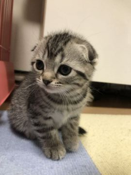 スコティッシュフォールド(折れ耳)【京都府・女の子・2020年11月1日・シルバータビー】の写真「おっとりな美人さん」