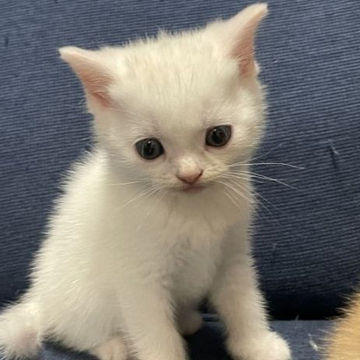 スコティッシュフォールド(立ち耳)【京都府・男の子・2022年4月30日・ホワイト】の写真「綺麗な真っ白の男の子」