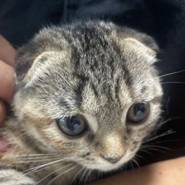 スコティッシュフォールド(折れ耳)【京都府・女の子・2022年4月30日・シルバータビー、トーティー、ブラウンタビー】の写真「ぺったり折れ耳の美人ちゃん」