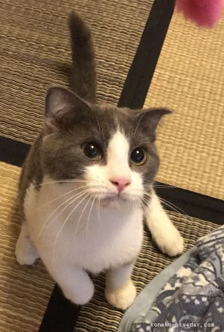 ID:1809-00152の子猫