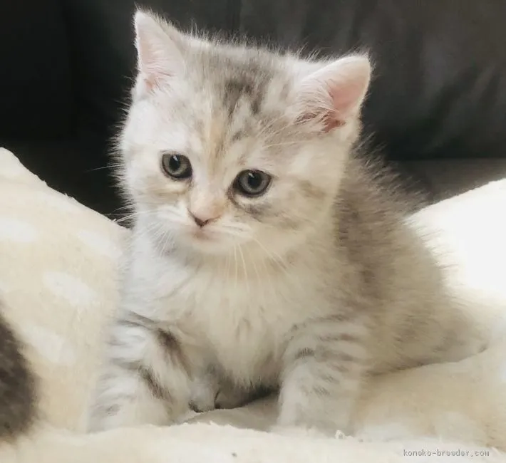 ID：1912-01651の子猫