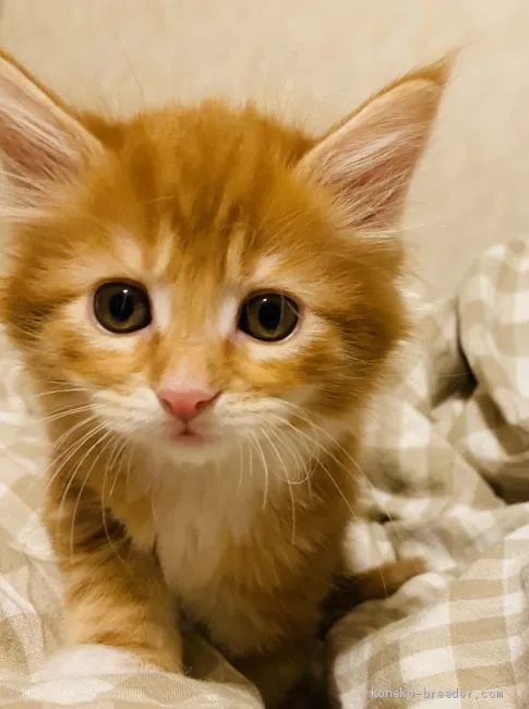 ID：1912-01300の子猫