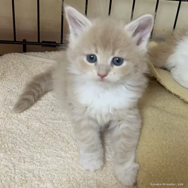 ID：2405-01533の子猫