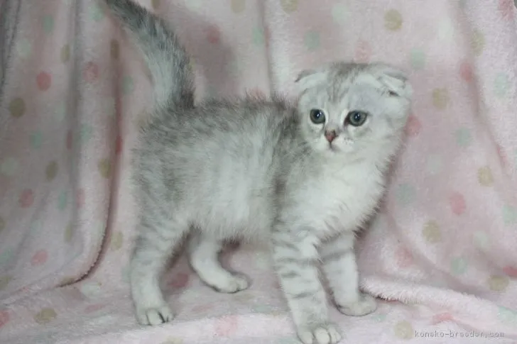 ID：1901-00447の子猫