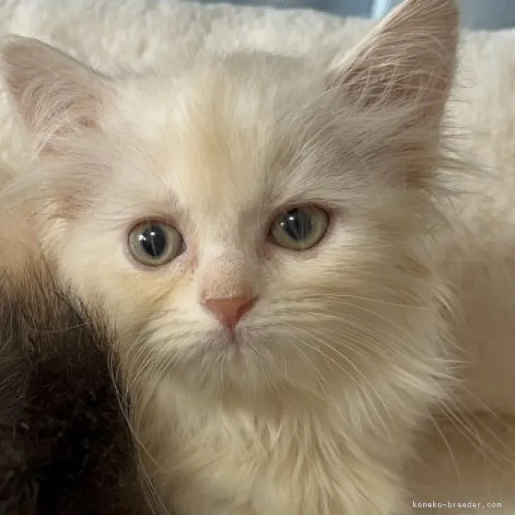 よもぎ 様のお迎えした子猫