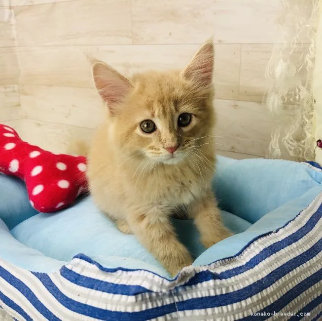 ID：2007-01406の子猫