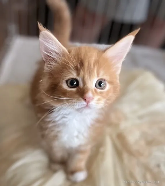 ID：2206-00838の子猫