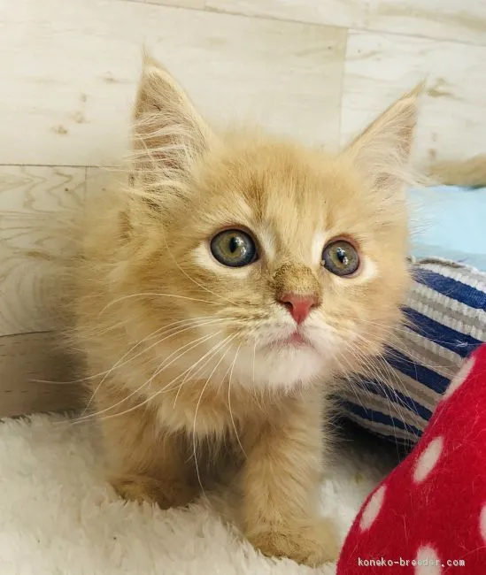 ID：2007-01374の子猫