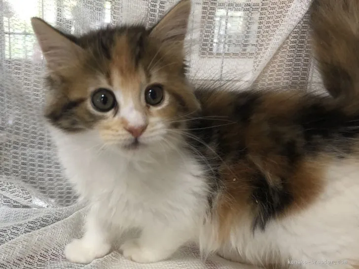 ID：1905-00356の子猫