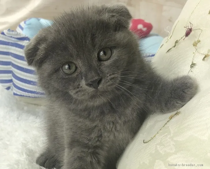 ID：2008-01426の子猫