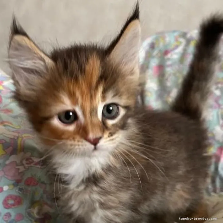 ID：2211-02561の子猫